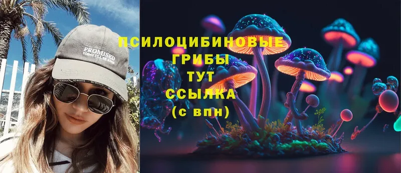 сколько стоит  Гаджиево  Псилоцибиновые грибы Psilocybine cubensis 